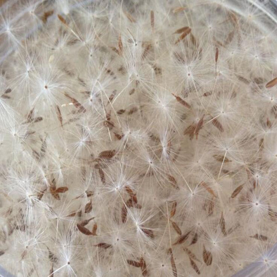 100pcs Mini White Dried Dandel - Resin Art Baby recension och pris