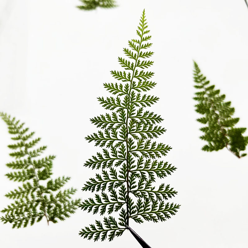 100Pcs Natural Rain Fern Leaf  - Resin Art Baby recension och pris
