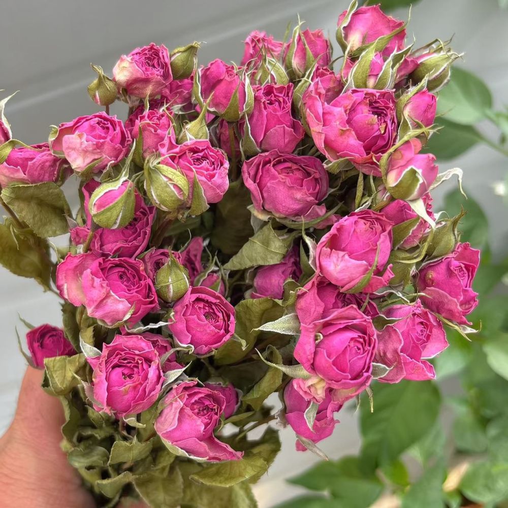 Natural Preserved Dried Rose F - Resin Art Rose recension och pris