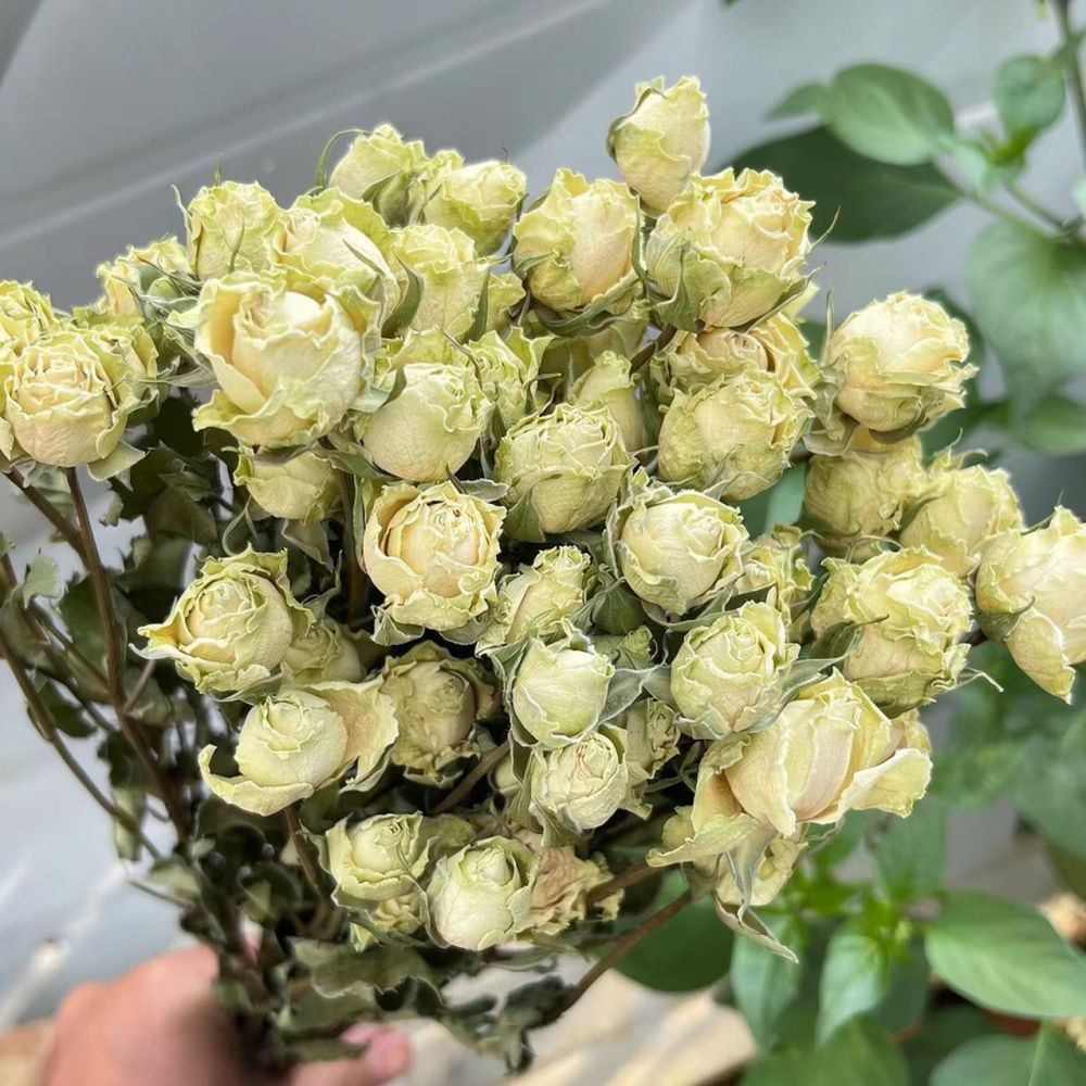 Natural Preserved Dried Rose F - Resin Art Rose recension och pris
